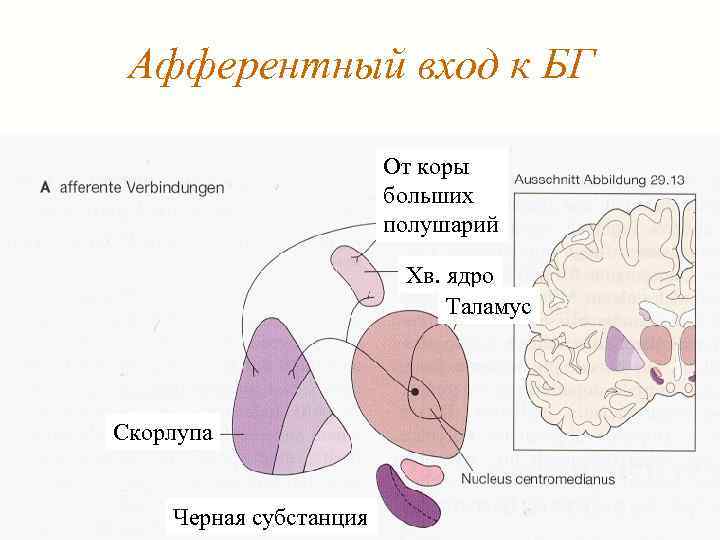 Афферентный вход к БГ От коры больших полушарий Хв. ядро Таламус Скорлупа Черная субстанция