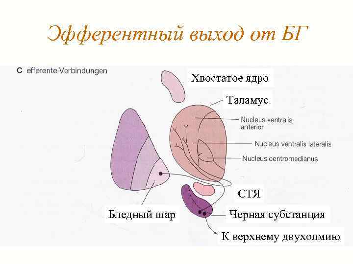 Эфферентный выход от БГ Хвостатое ядро Таламус СТЯ Бледный шар Черная субстанция К верхнему