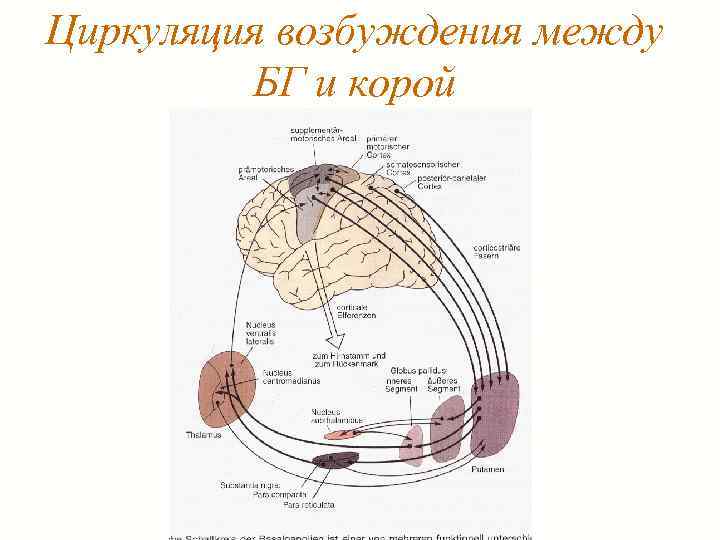 Циркуляция возбуждения между БГ и корой 