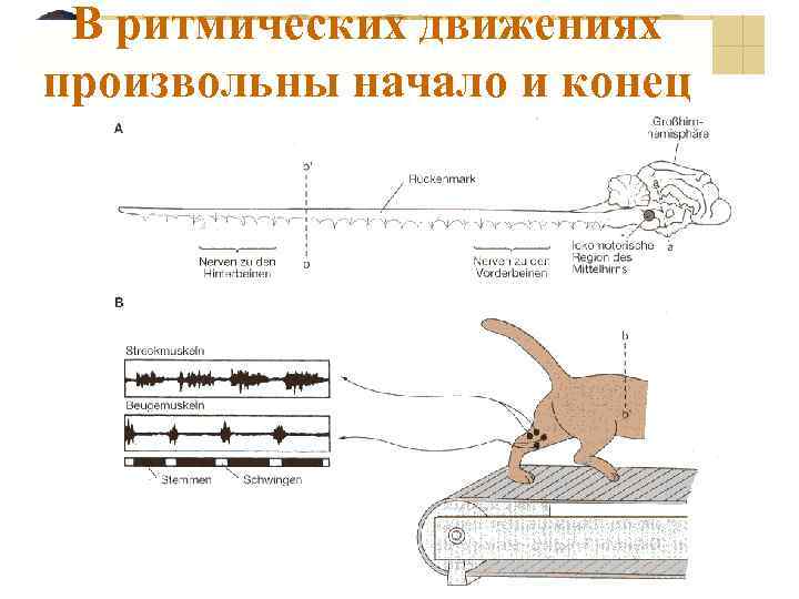 В ритмических движениях произвольны начало и конец 