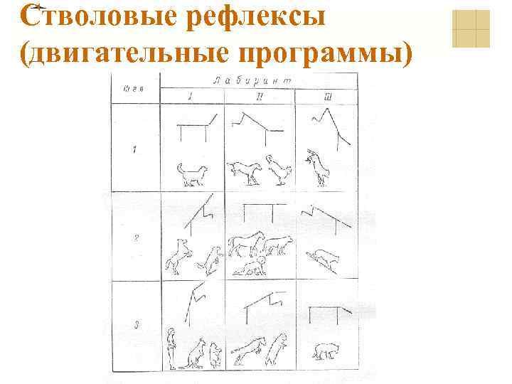 Стволовые рефлексы (двигательные программы) 