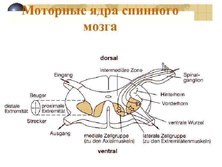 Моторные ядра спинного мозга 