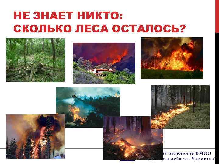 НЕ ЗНАЕТ НИКТО: СКОЛЬКО ЛЕСА ОСТАЛОСЬ? 