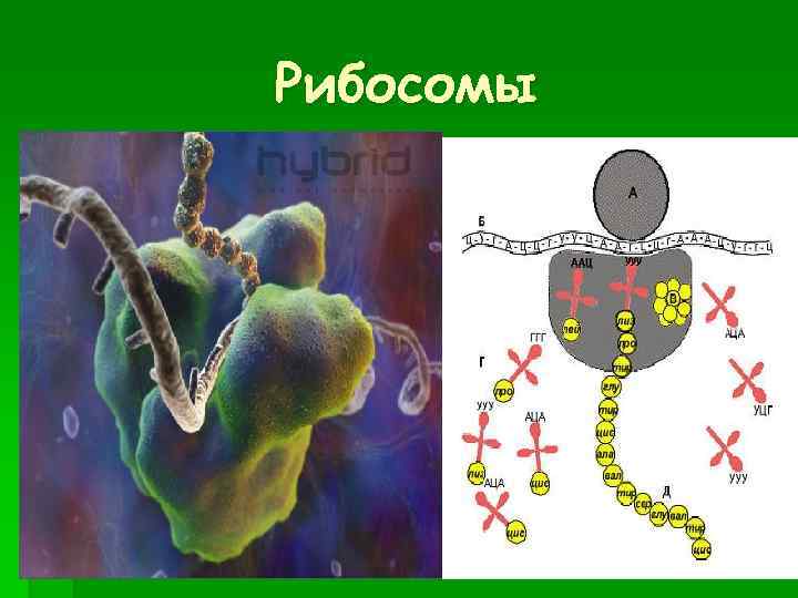Рибосомы 