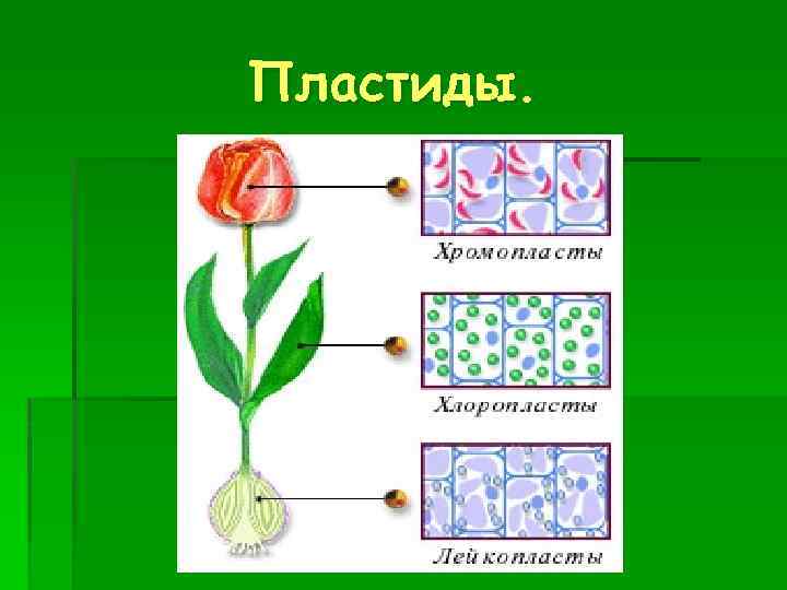 Пластиды. 