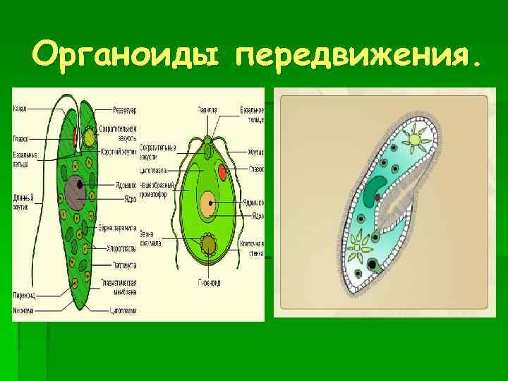 Органоиды движения рисунок