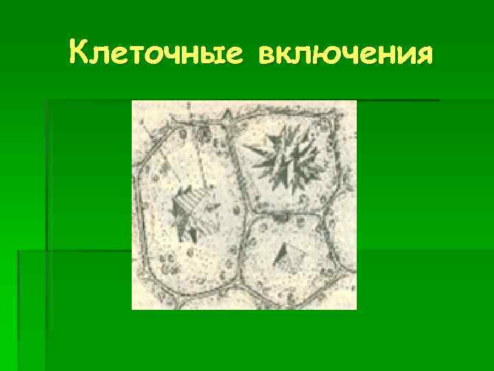 Клеточные включения 