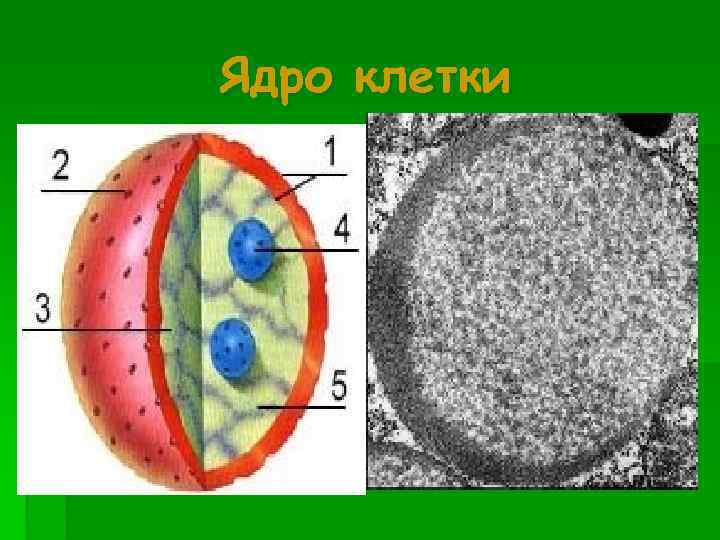 Ядро клетки 