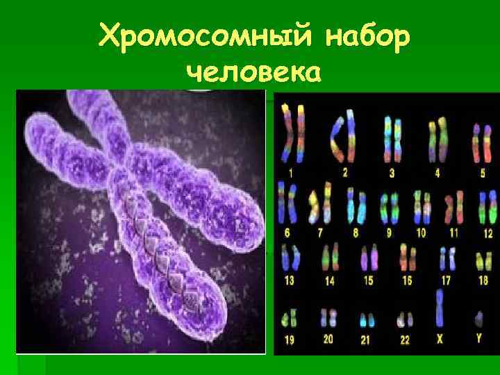 Хромосомный набор человека 