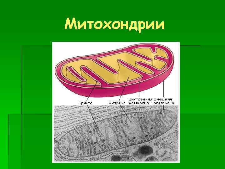 Митохондрии 