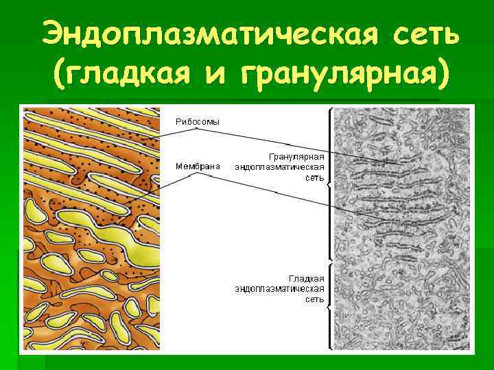 Эндоплазматическая сеть (гладкая и гранулярная) 