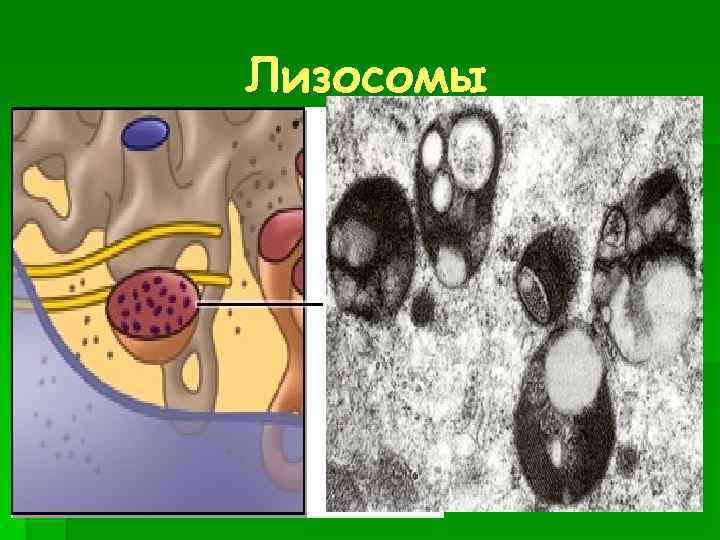 Образование лизосом рисунок