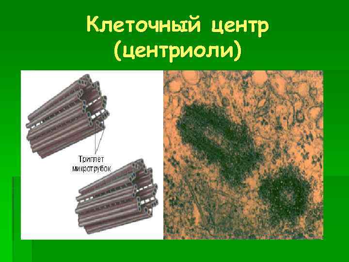 Клеточный центр (центриоли) 