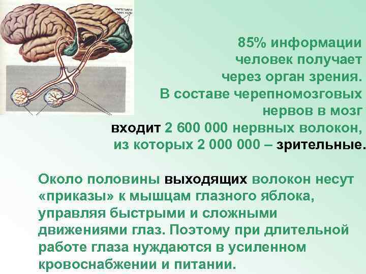 85% информации человек получает через орган зрения. В составе черепномозговых нервов в мозг входит