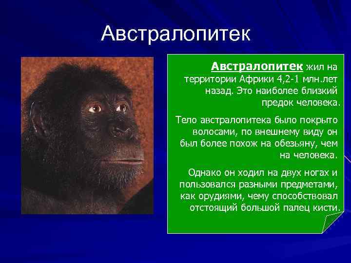 Австралопитек жил на территории Африки 4, 2 -1 млн. лет назад. Это наиболее близкий