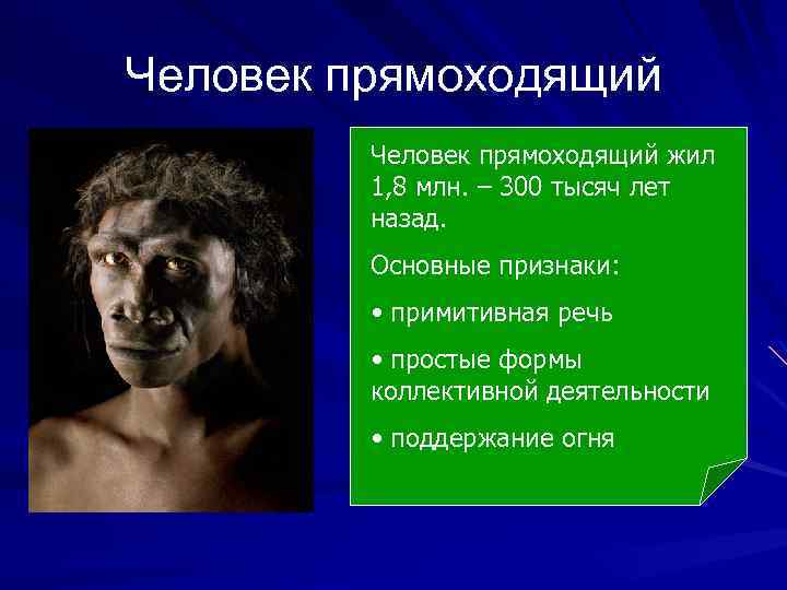 Человек прямоходящий жил 1, 8 млн. – 300 тысяч лет назад. Основные признаки: •