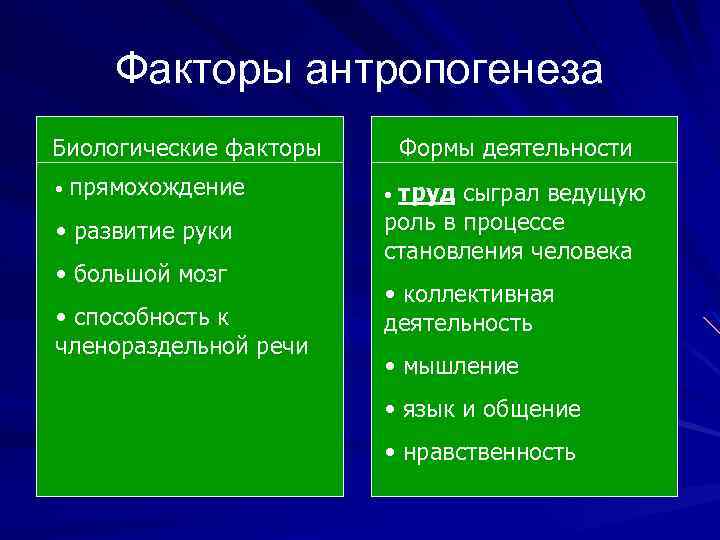 Факторы антропогенеза Биологические факторы • прямохождение • развитие руки • большой мозг • способность