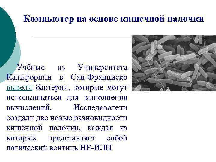 Компьютер на основе кишечной палочки Учёные из Университета Калифорнии в Сан-Франциско вывели бактерии, которые