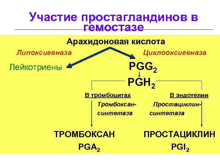 Участие простагландинов в гемостазе Арахидоновая кислота Липоксигеназа Циклооксигеназа PGG 2 PGH 2 Лейкотриены В