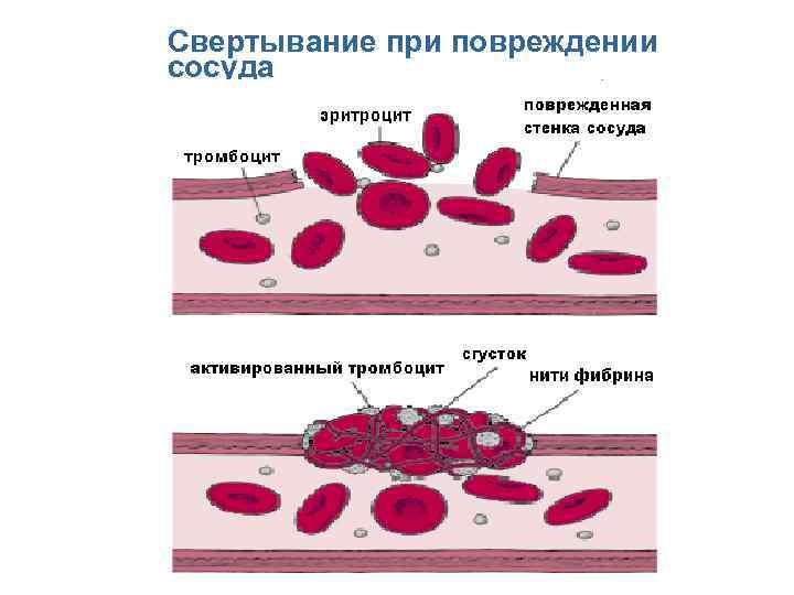 Свертывание при повреждении сосуда Перейти на первую страницу 
