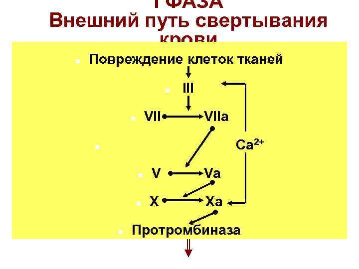 Схема внешнего пути свертывания крови