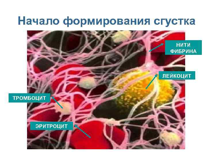Начало формирования сгустка НИТИ ФИБРИНА ЛЕЙКОЦИТ ТРОМБОЦИТ ЭРИТРОЦИТ Перейти на первую страницу 