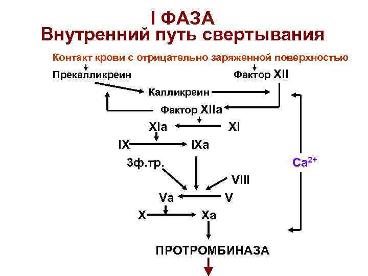 Схема последовательности активирования факторов внешнего пути свертывания крови