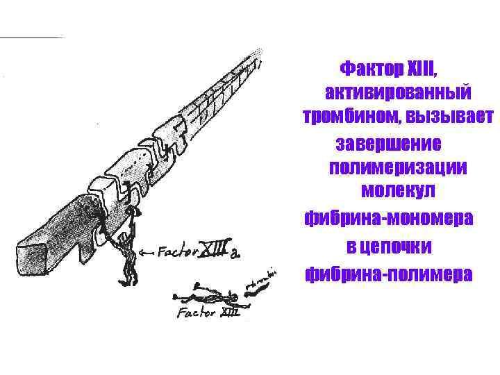 Фактор XIII, активированный тромбином, вызывает завершение полимеризации молекул фибрина-мономера в цепочки фибрина-полимера Перейти на
