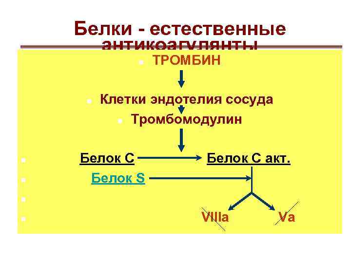 Белки - естественные антикоагулянты n n ТРОМБИН Клетки эндотелия сосуда n Тромбомодулин Белок С