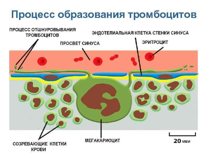 Процесс образования тромбоцитов Перейти на первую страницу 