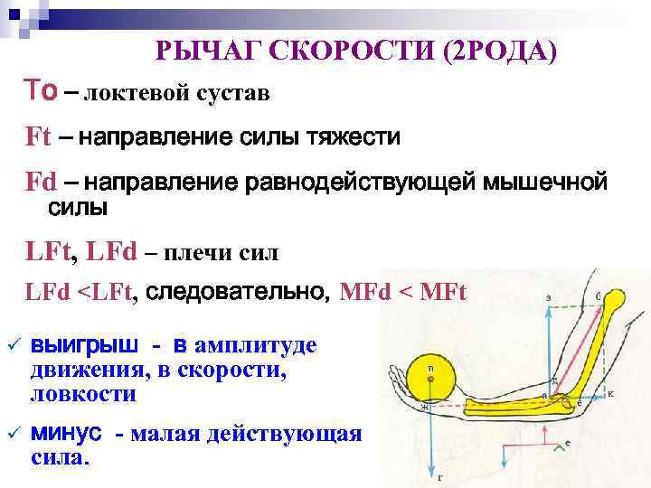 Законы биомеханики. Рычаг силы в биомеханике. Рычаг 2 рода в биомеханике. Рычаг 1 рода в биомеханике. Рычаги первого и второго рода в биомеханике.