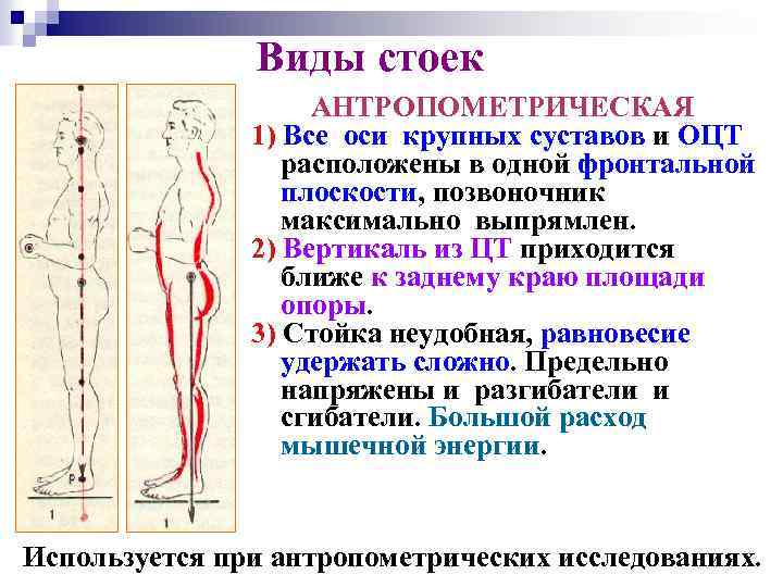 Биомеханика кратко