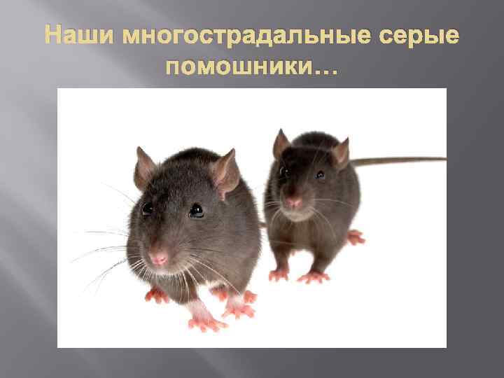 Наши многострадальные серые помошники… 