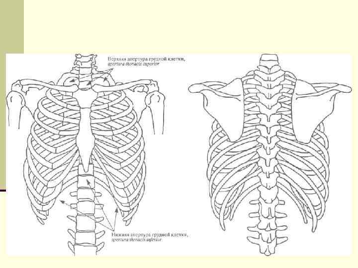 Слои грудной клетки на сагиттальном распиле схема
