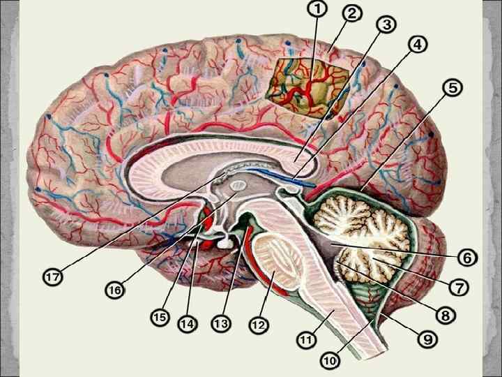 Мозговая 5. Субарахноидальное пространство головного мозга анатомия. Цистерны паутинной мозговой оболочки. Паутинная оболочка. Подпаутинные цистерны. Цистерны подпаутинного пространства головного мозга.