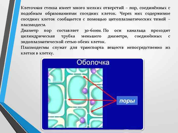Клеточная стенка имеет много мелких отверстий – пор, соединённых с подобным образованиями соседних клеток.