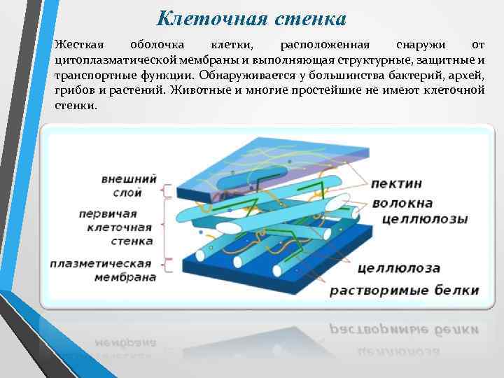 Клеточная стенка Жесткая оболочка клетки, расположенная снаружи от цитоплазматической мембраны и выполняющая структурные, защитные