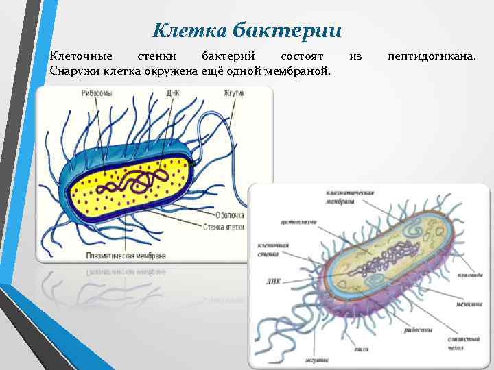 Клетка бактерии Клеточные стенки бактерий состоят Снаружи клетка окружена ещё одной мембраной. из пептидогикана.