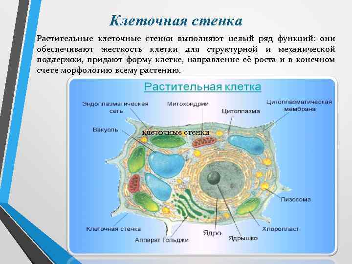 Клеточная стенка Растительные клеточные стенки выполняют целый ряд функций: они обеспечивают жесткость клетки для