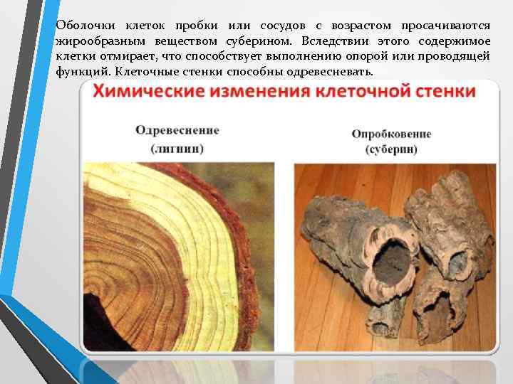 Оболочки клеток пробки или сосудов с возрастом просачиваются жирообразным веществом суберином. Вследствии этого содержимое