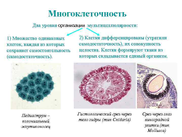 Одинаковые клетки. Многоклеточность. Многоклеточность клетки. Возникновение многоклеточности у живых организмов. Дифференциальные клетки.