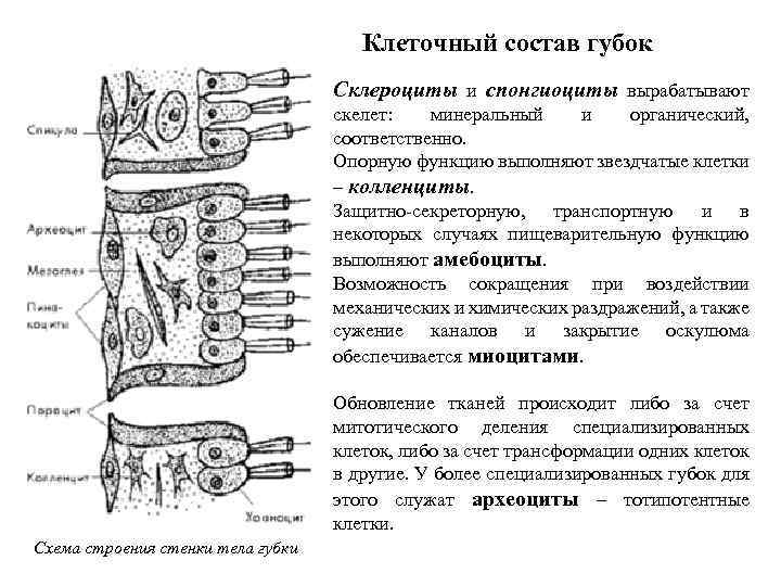 Клеточный состав губок Склероциты и спонгиоциты вырабатывают скелет: минеральный и органический, соответственно. Опорную функцию