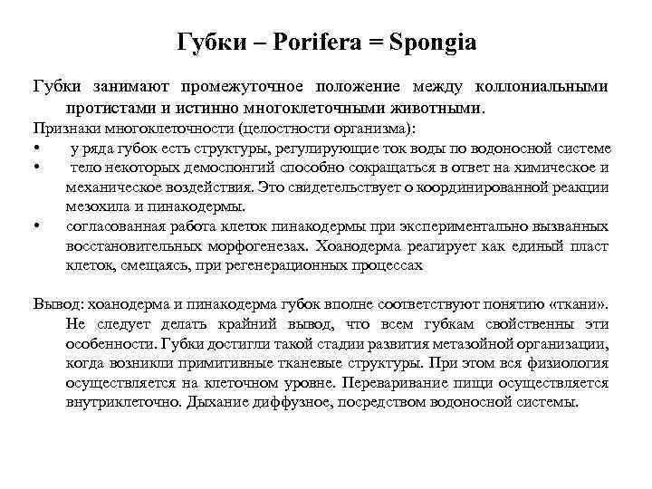 Губки – Porifera = Spongia Губки занимают промежуточное положение между коллониальными протистами и истинно