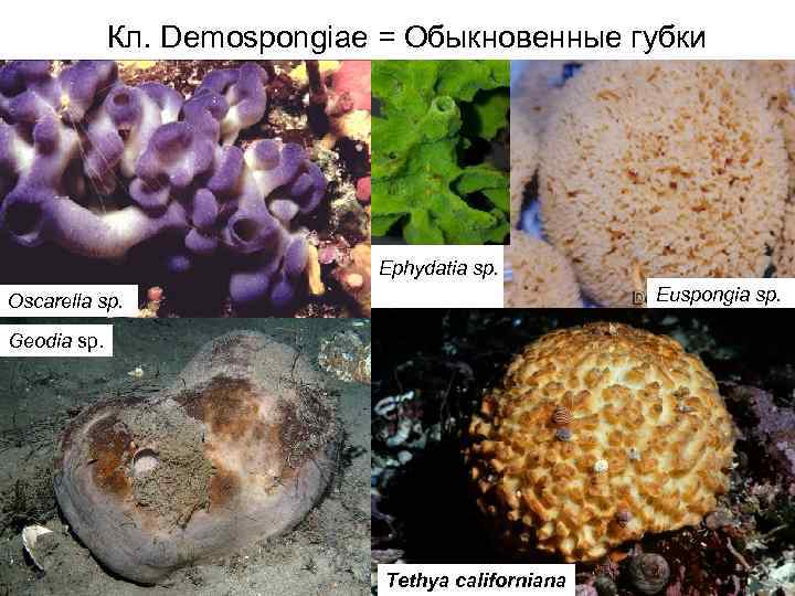 Кл. Demospongiae = Обыкновенные губки Ephydatia sp. Euspongia sp. Oscarella sp. Geodia sp. Tethya