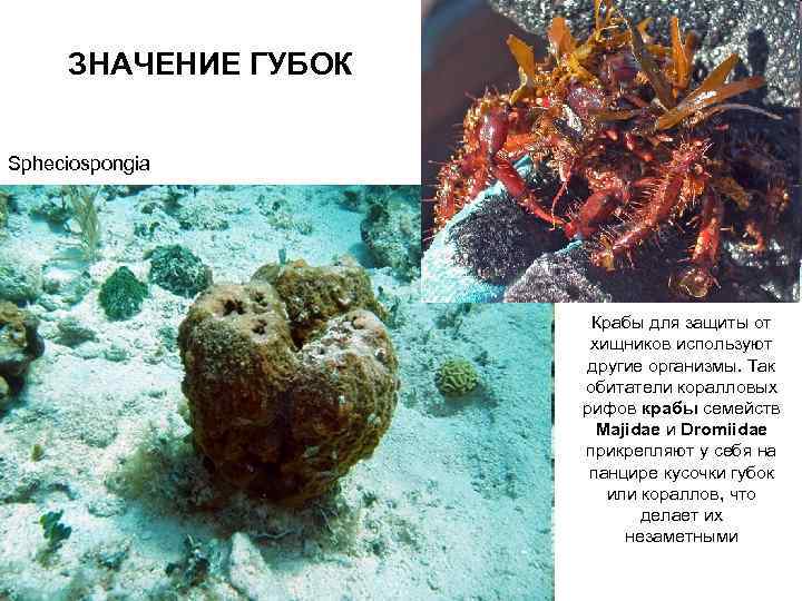 ЗНАЧЕНИЕ ГУБОК Spheciospongia Крабы для защиты от хищников используют другие организмы. Так обитатели коралловых