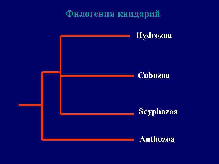 Филогения книдарий Hydrozoa Cubozoa Scyphozoa Anthozoa 