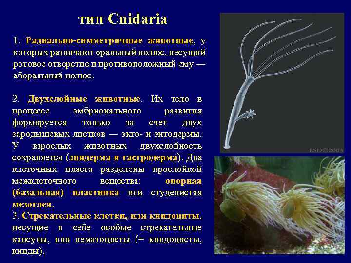 тип Cnidaria 1. Радиально-симметричные животные, у которых различают оральный полюс, несущий ротовое отверстие и