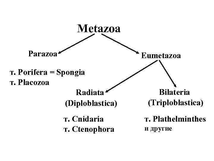 Metazoa Parazoa Eumetazoa т. Porifera = Spongia т. Placozoa Radiata (Diploblastica) т. Cnidaria т.