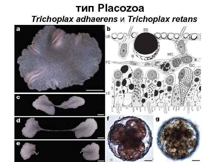 тип Placozoa Trichoplax adhaerens и Trichoplax retans 