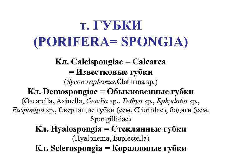 т. ГУБКИ (PORIFERA= SPONGIA) Кл. Calcispongiae = Calcarea = Известковые губки (Sycon raphanus, Clathrina